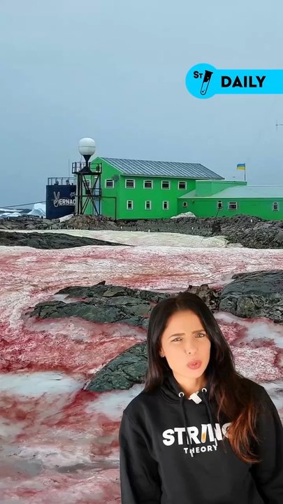 De la neige rouge ? Le phénomène est naturel et s’appelle Le sang des glaciers et @virginiehilssone te donne l’explication scientifique ! ❄️