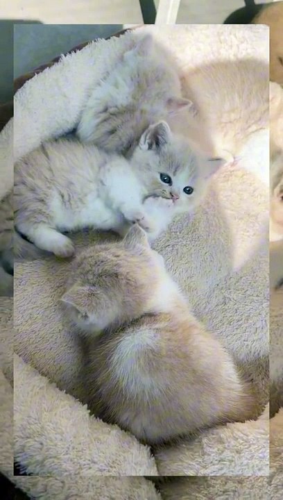 So cute kitties ❤️❤️