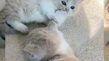 So cute kitties ❤️❤️