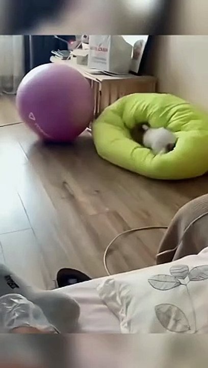 Funny pet’s videos 