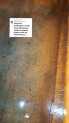 Kalau pembenihan lele sendiri terus kita besarkan sampai konsumsi, kira-kira bagaimana❓Berikut penjelasannya