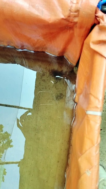 Larva lele umur 3 hari❗Sudah berenang dan menyebar memenuhi kolam
