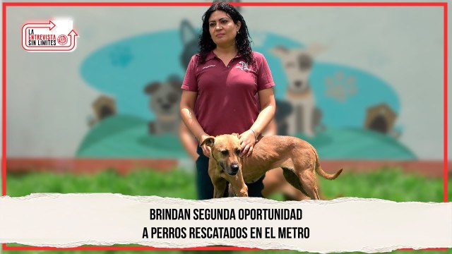 Brindan segunda oportunidad a perritos rescatados en el metro