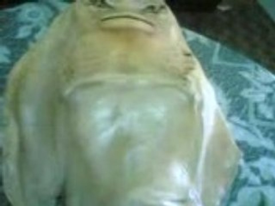 POISSON