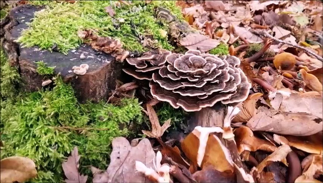 2023-DECEMBRE-BALADES ET RANDO