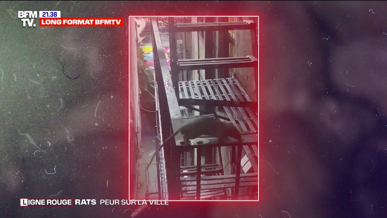 LIGNE ROUGE - "Mon immeuble a été condamné, l'une des raisons c'est les rats"