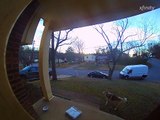 Porch Pirate Pooch Steals Package Off Porch