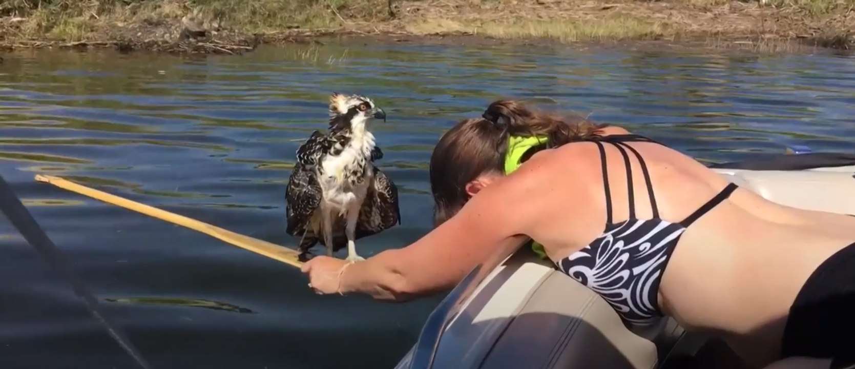 Esta chica decidió salvar la vida de una águila