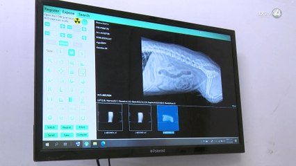 ¿Santa o Reyes prometieron una mascota? No lo hagas; no son juguetes y demandan mucha atención