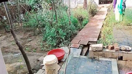 बुआ का घर  और उनका बगान ☺️