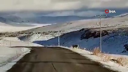 Aç kalan kurt sürüsü yerleşim yerine indi