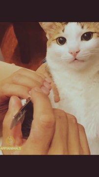 Cute animals - cute cats - cute cat videos - cute cat - funny animals - aww animals - cute baby cats - cute baby - cute - funny animal videos - animals - animal - cutest cats - cute baby cat - cutest cat - cute baby animals - cute pets - cute animal ever