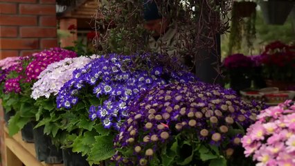 Cooking Village Style Chicken Paella with Fresh Garlic