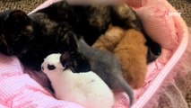 Ce chat pense qu’un lapin est son bébé : 220k personnes sont sous le charme (Vidéo)
