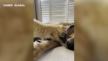 Duygulandıran anlar: Kediyi yavrusu gibi seven köpek izlenme rekoru kırdı!