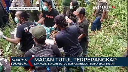 Evakuasi Macan Tutul Terperangkap Hama Babi Hutan