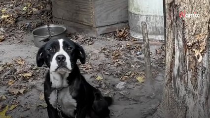 Un chien enchaîné dehors pendant 4 ans passe ses premières vacances dans une maison aimante