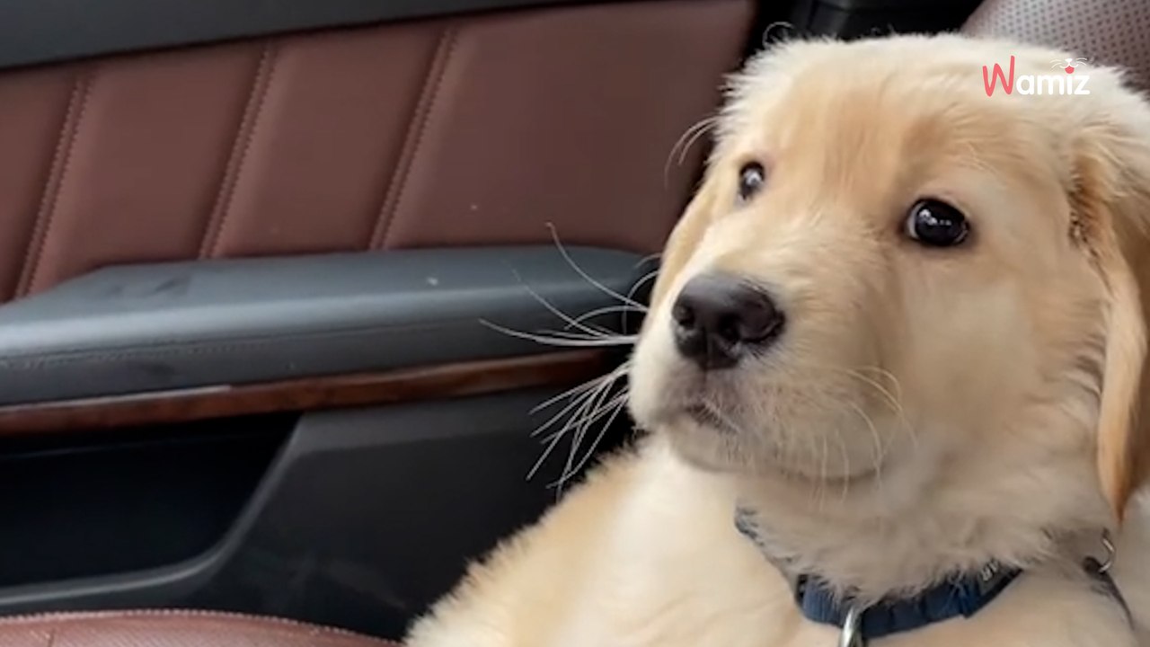 Ce chiot découvre les essuie-glaces de la voiture : sa réaction va amuser plus de 4 millions de personnes