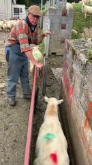 Sorting Ewes and Lambs