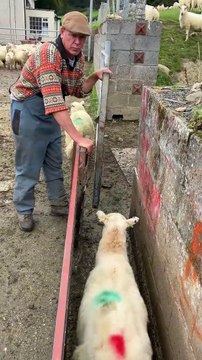 Sorting Ewes and Lambs