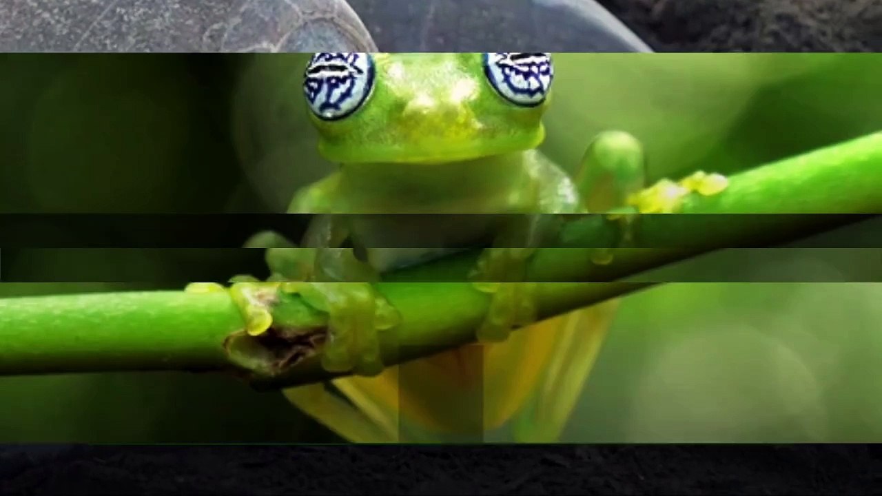 Climate Change Threatens Global Biodiversity as Endangered Species List Grows