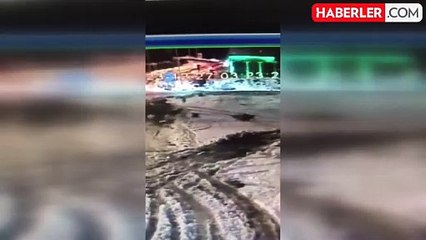 Aç kalan kurt sürüsü köpeğe saldırdı