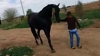 شاهد طفل صغير كيف يدرب حصان قوي.