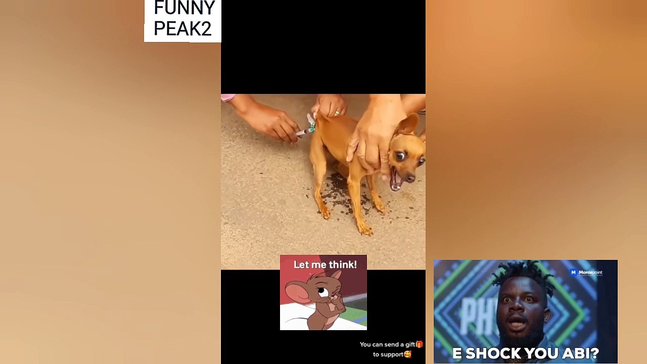 Have You seen this Puppy 