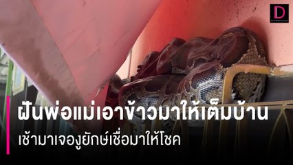 ฝันพ่อแม่เอาข้าวมาให้เต็มบ้าน เช้ามาเจองูยักษ์เชื่อมาให้โชค | HOTSHOT เดลินิวส์ 28/12/66