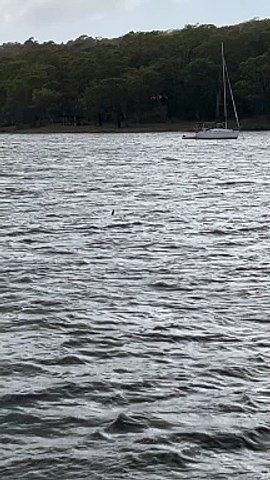 Shark sighting in Lake Macquarie | Newcastle Herald | Newcastle, NSW