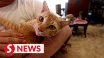 Singapore’s HDB cats may finally come out of hiding after 34 years