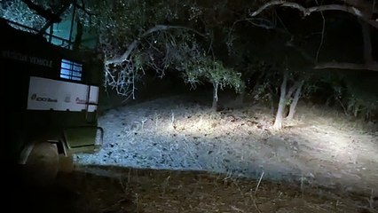 अलवर के सरिस्का में बढ़ा भालुओ का कुनबा