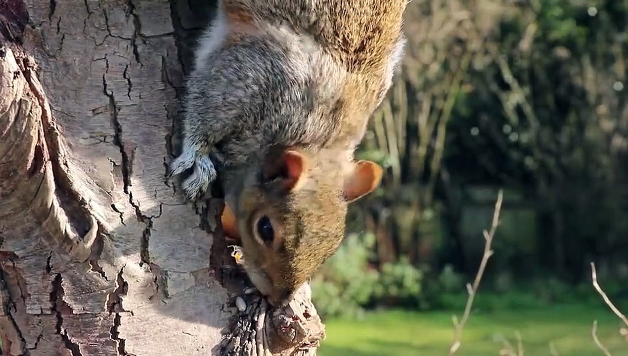 Squirrel beauty