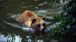 brown bear in Water