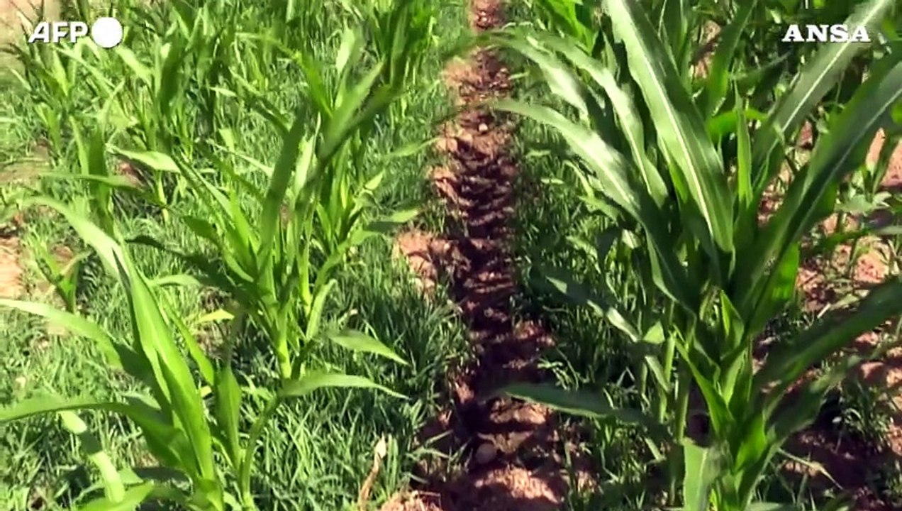 Macchine e robot, 69 milioni di contributi a Pmi agricole