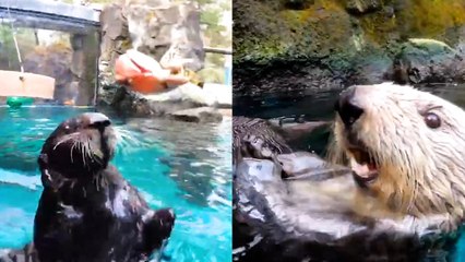 Cute Otters Use Rocks To Crack Shells!