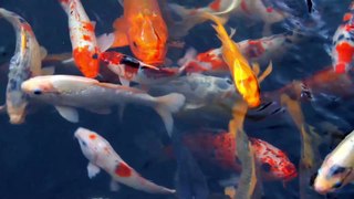 fish video,amazing video,koifish,goldfish,angelfish,beautiful fish