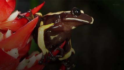 Le changement climatique menace la biodiversité globale