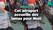 Cet aéroport américain avait tout prévu pour détendre les passagers stressés à Noël