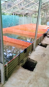 Pakan awal larva lele adalah cacing sutera, bisa dengan pasta tapi jangan harap maksimal