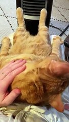Cat Warms Toes And Lounges On Human