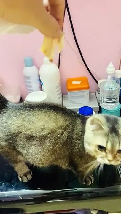 Cat Begs For a Snack