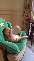 Boom,Scared_me!_#exlittlebeans_#funny_cats_#cat_#funny_videos(720p)