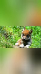 Wonderful World Of Young Animal's .