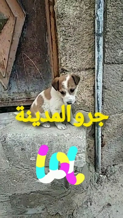@"فيديو مؤثر ومضحك" #shorts