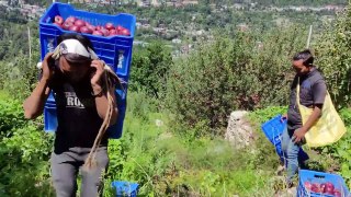 Apple Season(Apple Barfi Recipe)In Kinnaur HP