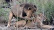 Mating Lions in Moremi Game Reserve, Botswana