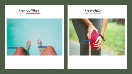 Las partes del cuerpo