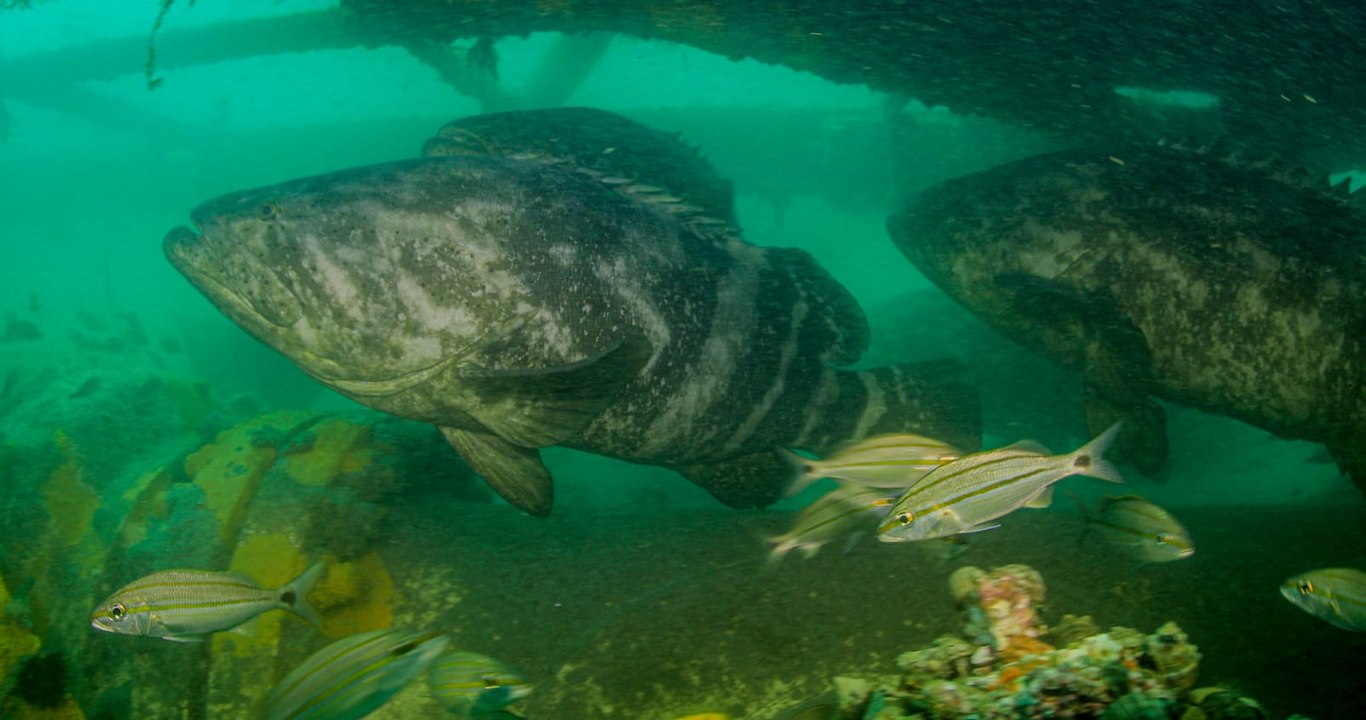 Raro grupo de peixes Meros são vistos no litora...