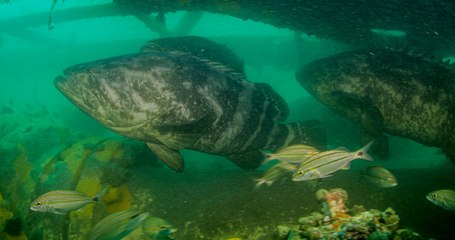 Raro grupo de peixes Meros são vistos no litoral de SC